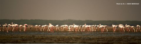 Habitat Restoration of Flamingos 