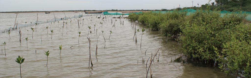 mangrove-plantation-1